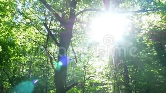森林树木大自然太阳视频的预览图