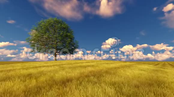 田野上的绿树多风的多云天空视频的预览图