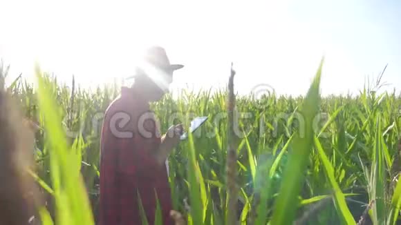 智慧生活方式农耕理念慢动作视频农学家在玉米地里拿着平板电脑视频的预览图