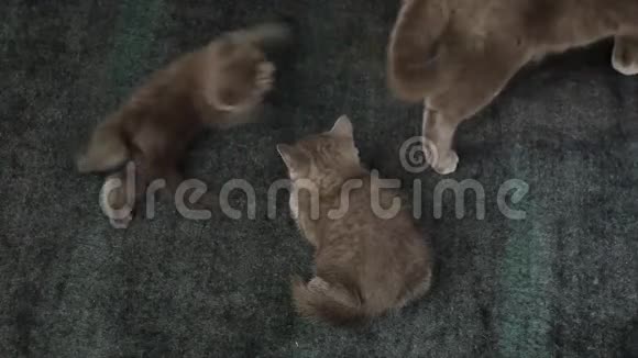 英国小猫在室内玩耍视频的预览图