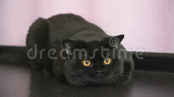 一只眼睛橙色的英国黑猫在寻找玩具视频的预览图