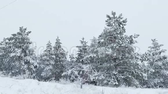 雪中的枞树冬天的野林下雪的圣诞节视频的预览图