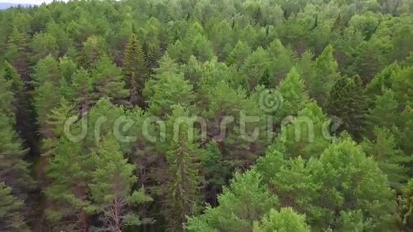无地平线的常绿针叶林从上图可以看到空中景色视频的预览图