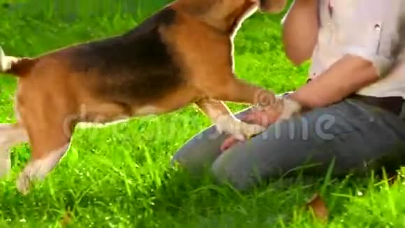 公园里有只漂亮的小猎犬的女人慢慢视频的预览图