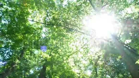 森林树木大自然太阳视频的预览图