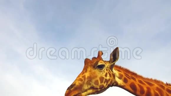 非洲长颈鹿视频的预览图