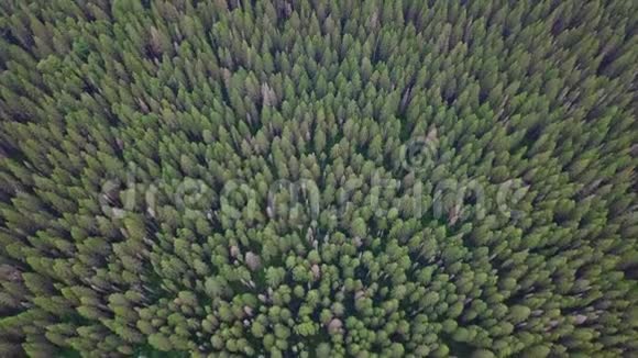 无地平线的常绿针叶林从上面俯瞰空中俯视视频的预览图