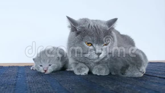 小猫和妈妈坐在蓝色的地毯上视频的预览图