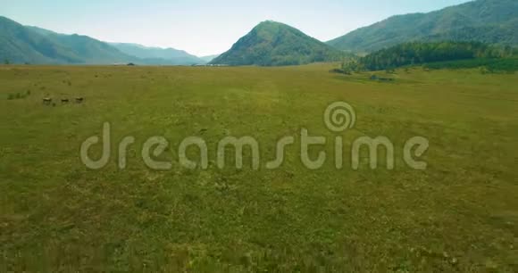 在阳光明媚的夏季早晨低空飞行在带岩石的新鲜快山河上视频的预览图