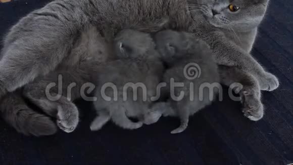 猫妈妈用蓝色地毯喂宝宝视频的预览图