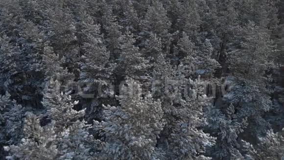 飞过冬天的杉树视频的预览图