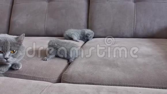 猫妈妈在沙发上照顾她可爱的小猫视频的预览图