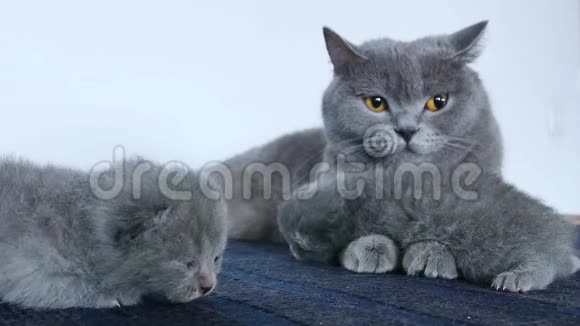 小猫和妈妈坐在蓝色的地毯上视频的预览图
