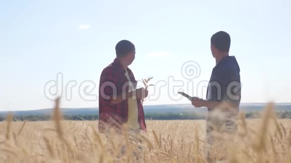 团队合作智能农业两个农民在一个生活方式的麦田里工作农民探索正在研究数码男子视频的预览图