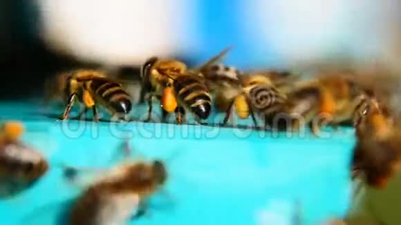 蜂花粉收集花粉视频的预览图