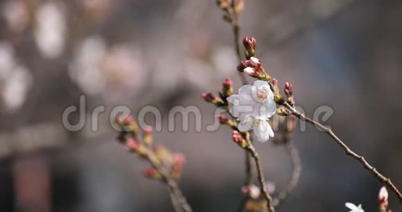 东京公园的樱花视频的预览图