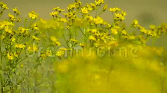 野花野草美丽的夏日风景视频的预览图