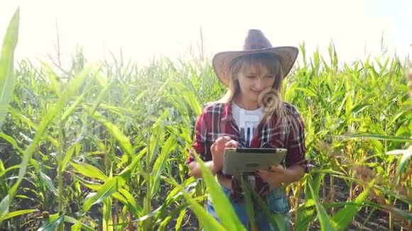 智慧农业慢动作视频概念女孩农学家拿着平板电脑在玉米地里正在学习视频的预览图
