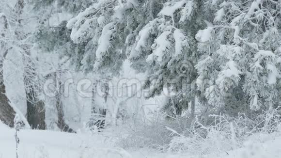 雪枝野林中的枞树圣诞节冬雪视频的预览图