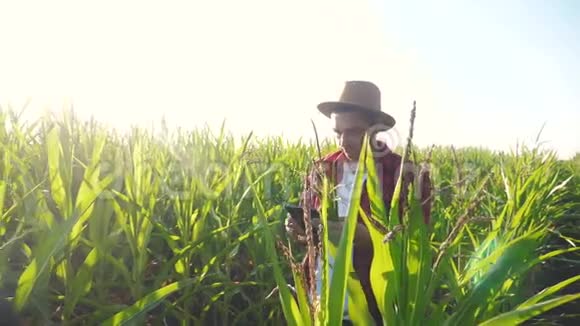 智慧农耕概念慢动作视频农学家在玉米地里拿着平板电脑正在研究视频的预览图