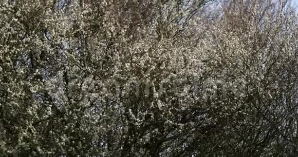 诺曼底的花树视频的预览图