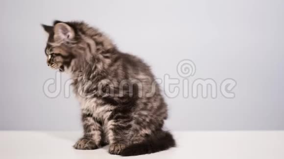 灰色背景的滑稽小猫视频的预览图
