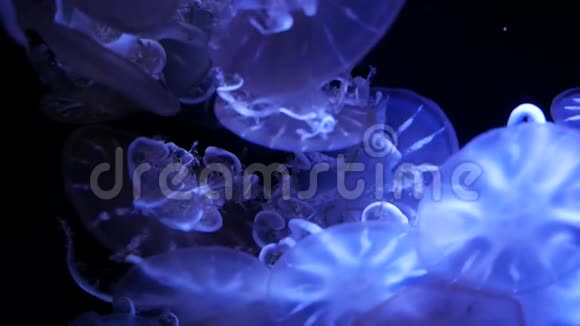 带有霓虹灯的鱼缸中的水母视频的预览图