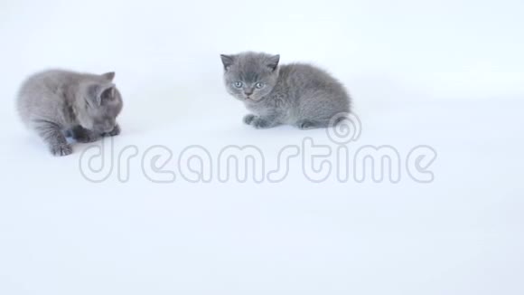 白色背景上的小猫视频的预览图