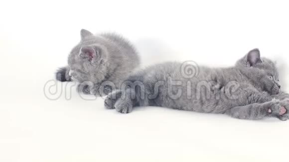 英国小猫肖像白色背景孤立视频的预览图