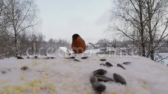 冬季牛翅在喂鸟器中啄食种子视频的预览图