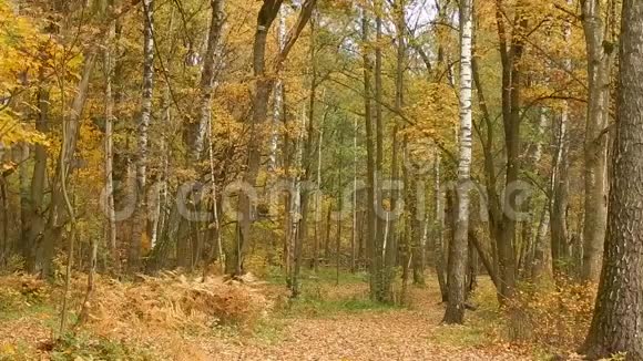 森林自然保护区秋季落叶日视频的预览图