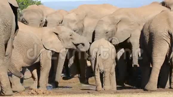 非洲象群喝酒视频的预览图