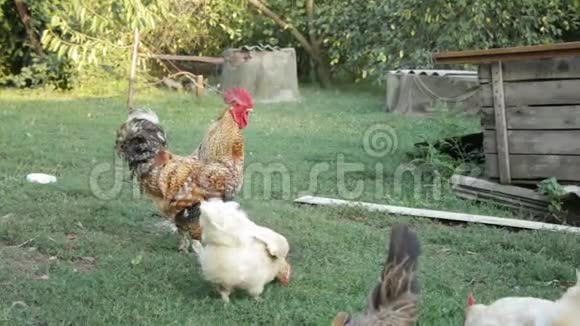 公鸡和鸡肉视频的预览图