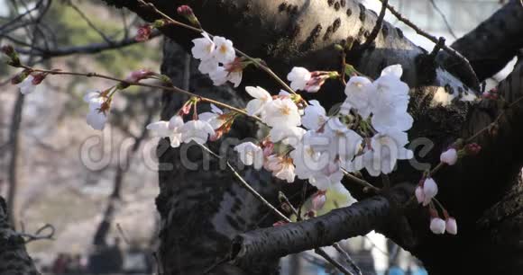 东京公园的樱花特写视频的预览图