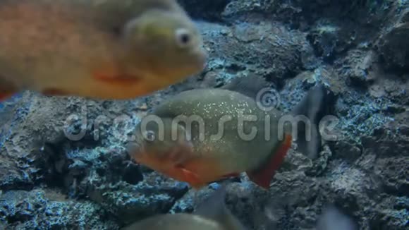 水族馆里美丽的鱼鱼缸里的鱼视频的预览图