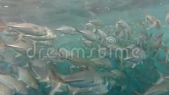 印尼巴厘岛图伦班的杰克鱼视频的预览图