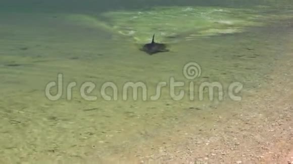 一只海豚在水下射击视频的预览图