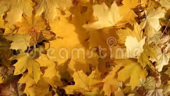 秋林中许多落叶视频的预览图