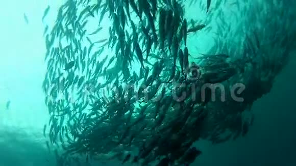 印尼巴厘岛图伦班的杰克鱼视频的预览图