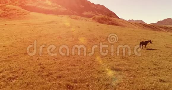 在草地上飞过野马群春山野自然自由生态概念视频的预览图