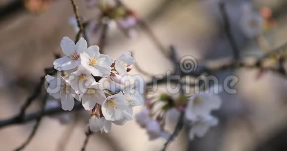 东京公园的樱花特写视频的预览图