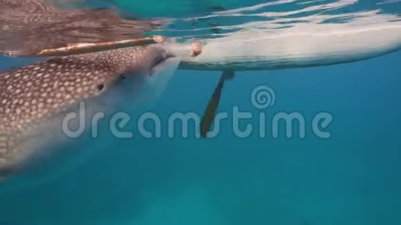 海洋中的鲸鲨视频的预览图