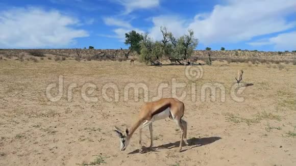 喂养春羚羚羊卡拉哈里沙漠视频的预览图