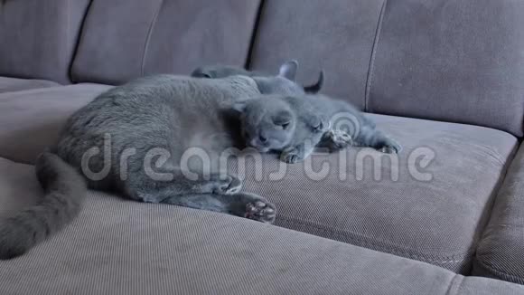 猫妈妈和沙发上可爱的小猫视频的预览图