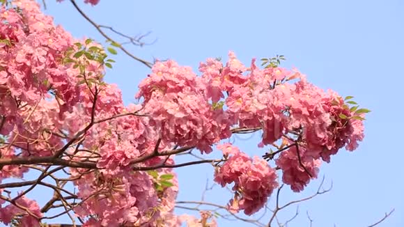 花园中的粉红色花朵模糊自然背景复古风格的色彩色调自然绿色模糊背景视频的预览图