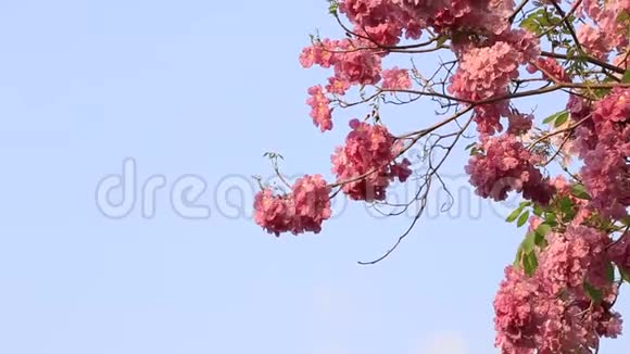 花园中的粉红色花朵模糊自然背景复古风格的色彩色调自然绿色模糊背景视频的预览图