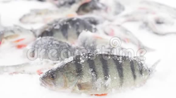 冬季湖上的鱼特写湖上的鱼视频的预览图