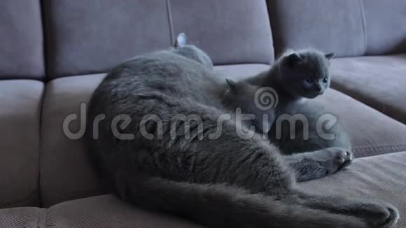 猫妈妈和沙发上可爱的小猫视频的预览图