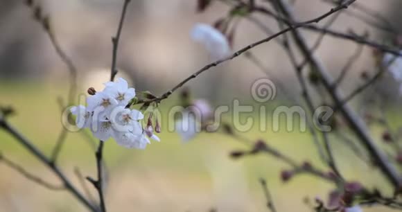 东京公园的樱花特写视频的预览图