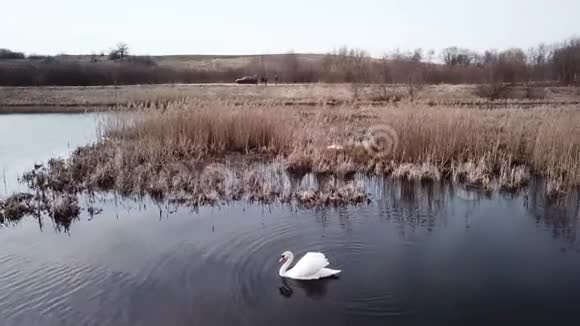 维捷布斯克市郊区的天鹅湖视频的预览图